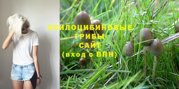 индика Белокуриха